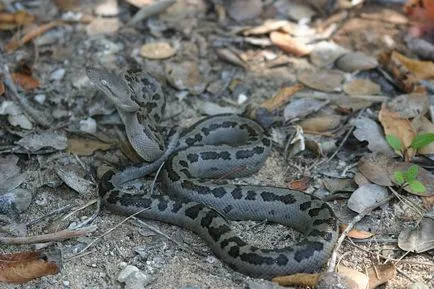 Boa constrictor fotó