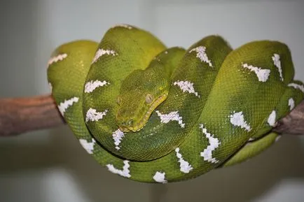 Boa constrictor fotó