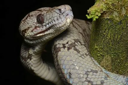 Boa constrictor fotó