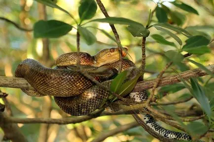 Boa constrictor fotó