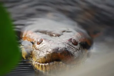 Boa constrictor fotó