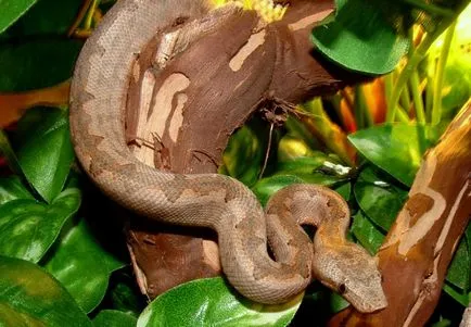 Boa constrictor fotó