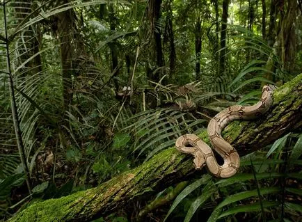 Boas, állat enciklopédia