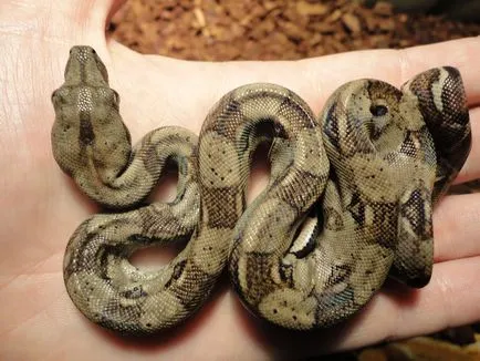 Boa constrictor fotó