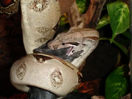 Boa constrictor fotó