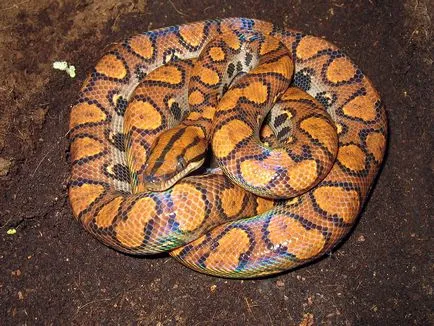 Boa constrictor fotó