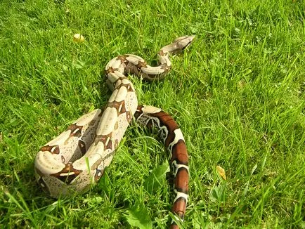 Boa constrictor fotó