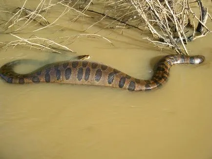 Boa constrictor fotó