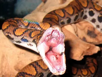 Boa constrictor fotó