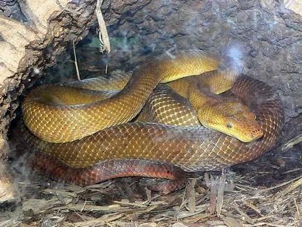 Boa constrictor fotó