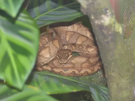 Boa constrictor fotó