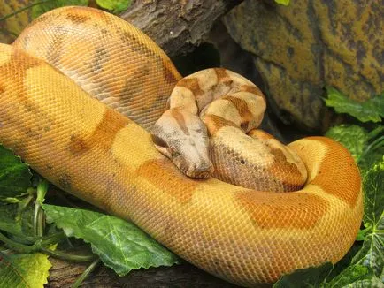 Boa constrictor fotó