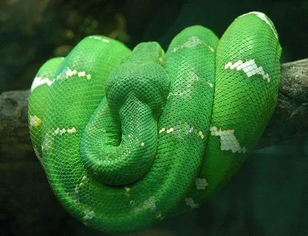 Boa constrictor fotó