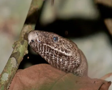 Boa constrictor fotó