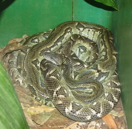 Boa constrictor fotó