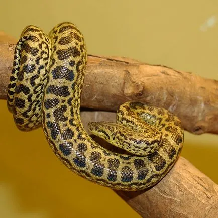 Boa constrictor fotó