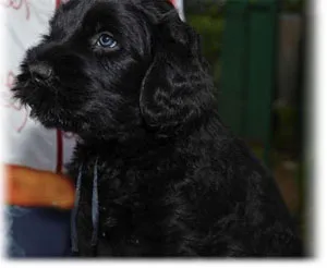 Îngrijirea și întreținerea Black Terrier-ul românesc