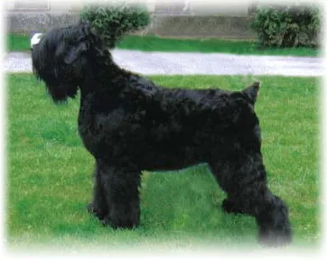 Îngrijirea și întreținerea Black Terrier-ul românesc