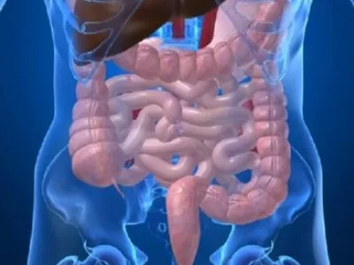 Uzi tractului gastrointestinal (GIT) preparare