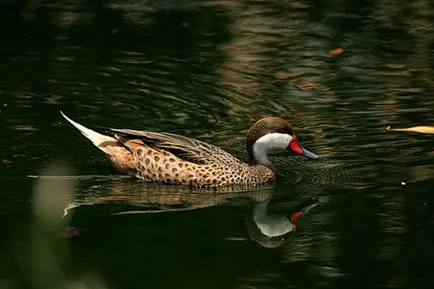 Pintail Duck kullancs fajta leírás, fotók, hang-