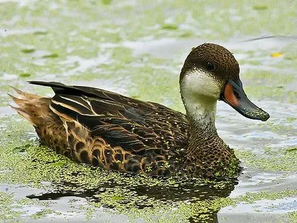 Pintail Duck kullancs fajta leírás, fotók, hang-