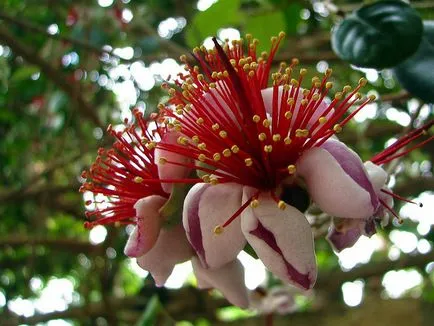 Jam Feijoa