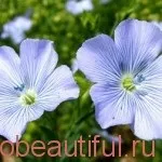 Користь бігу для здоров'я (бігу) Користь бігу для здоров'я