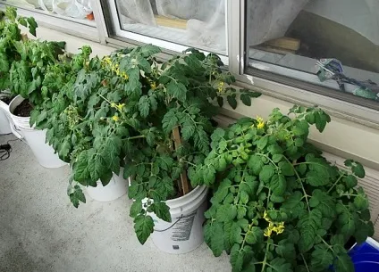 Помідори балконний диво томат для вирощування вдома (помідори) Помідори балконний диво томат для вирощування вдома
