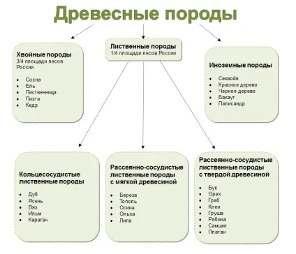 Породи, властивості і характеристики деревини як будівельного матеріалу, оформлення інтер'єрів від (матеріалу) Породи, властивості і характеристики деревини як будівельного матеріалу, оформлення інтер'єрів від