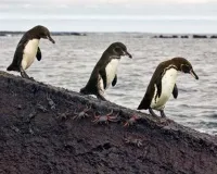 видове пингвини