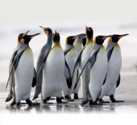 видове пингвини