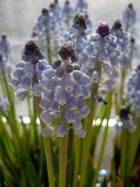 принуждавайки Muscari