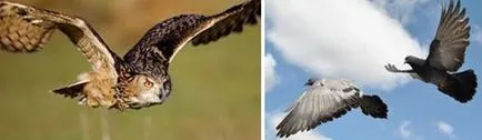 Madarak repülés repülő madár fotó madarakról, berendeyka - erdő Magus