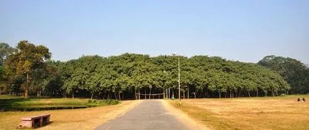 Голям Banyan или Ficus бенгалски