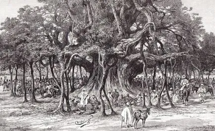 Голям Banyan или Ficus бенгалски