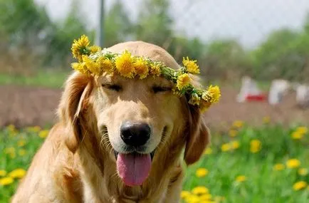 пролетта на куче