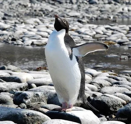 Típusai Humboldt pingvin, makaróni, Adele, címeres
