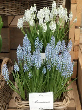 принуждавайки Muscari