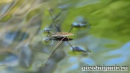 езерце кънкьор насекоми