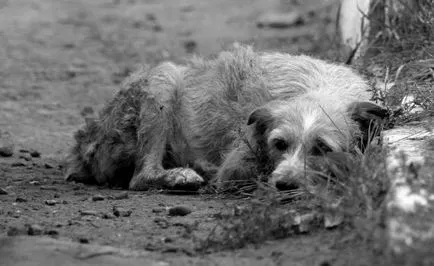 A szurdok megtalálható dog (liyzsberg)