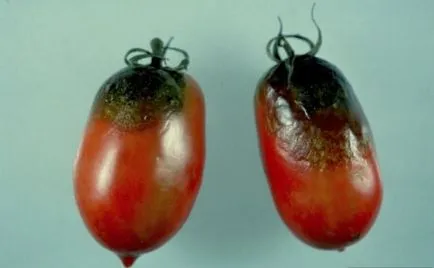 Cultivarea tomate boli de tomate și tratarea acestora