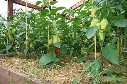 Култивиране пипер в парникови засаждане може да бъде също като инсталация, да се засадят правилно, веригата и температурата в