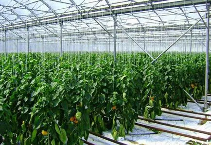 Култивиране пипер в парникови засаждане може да бъде също като инсталация, да се засадят правилно, веригата и температурата в