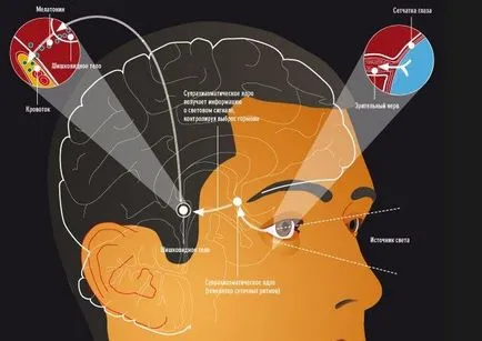 По кое време тя произвежда мелатонин