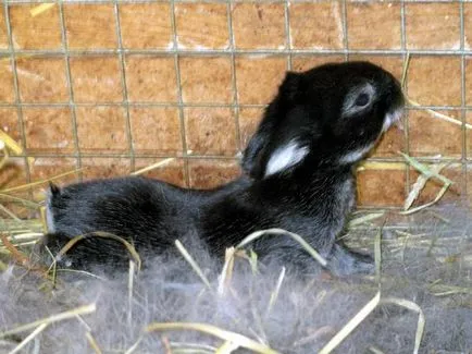 Iepuri orfani, iepure a murit, cum și ce să se hrănească pentru a aduce la iepuri tsekotrofy