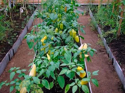 Termesztése paprika üvegházhatású ültetés lehet úgy is, mint növény, a növény megfelelő, a kör és a hőmérséklet