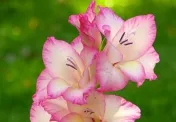 A jelenlegi értéke gladioli