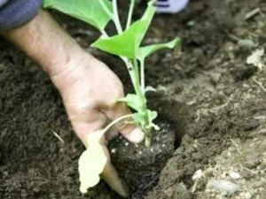 Wilt padlizsán levelek elszáradnak valamilyen okból, mit kell tennie, video