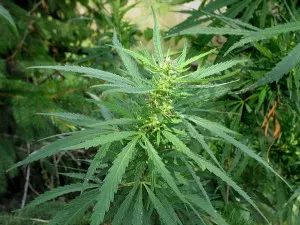 Caracteristicile ruderalis canabis - cultivarea de canabis, marijuana, canabis în aer liber