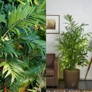 Chamaedorea снимки (бамбук), палмови видове (елегантен черно-бяло)